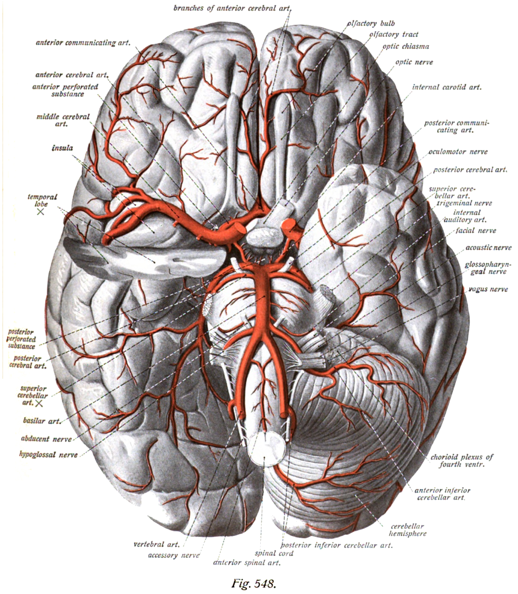 Circle of Willis — arterial anatomy