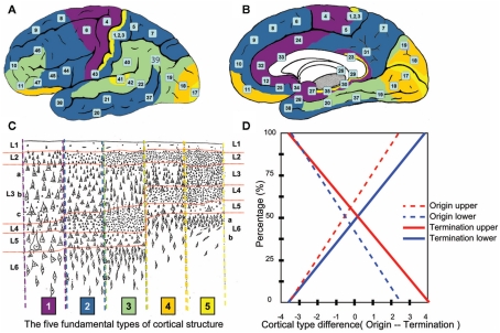Awake Craniotomy Cortical Subcortical Mapping — Figure 3