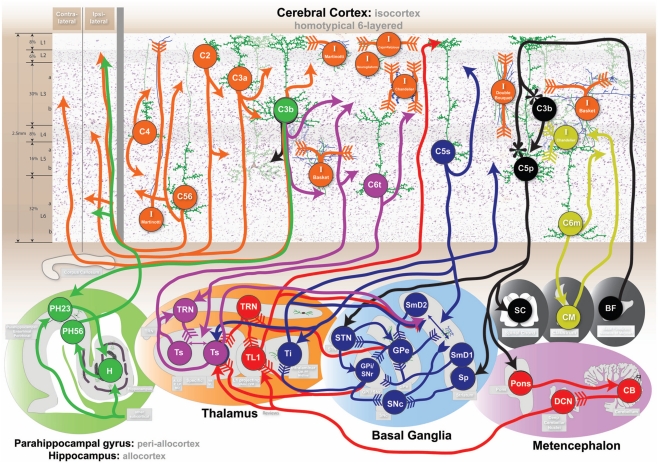 Awake Craniotomy Cortical Subcortical Mapping — Figure 4