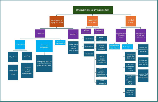 Brachial Plexus Injury Exploration, Repair, Grafting, Nerve Transfer — Figure 1