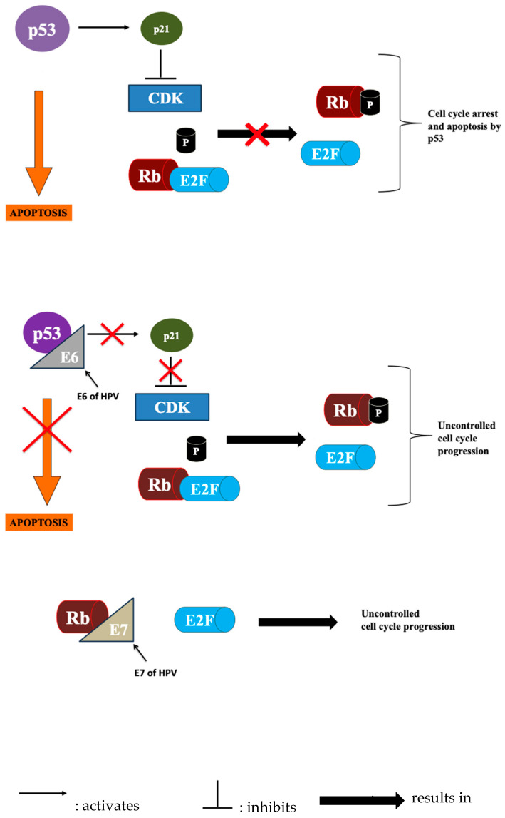 Reference Brain Biopsy Systems Stereotactic Platforms — Figure 1