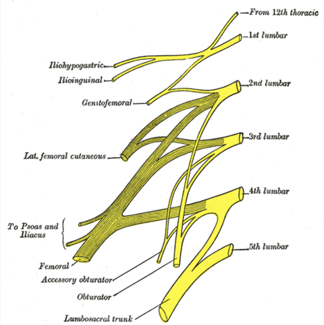 Lumbar plexus within/behind the psoas major — the structure at risk in the transpsoas corridor